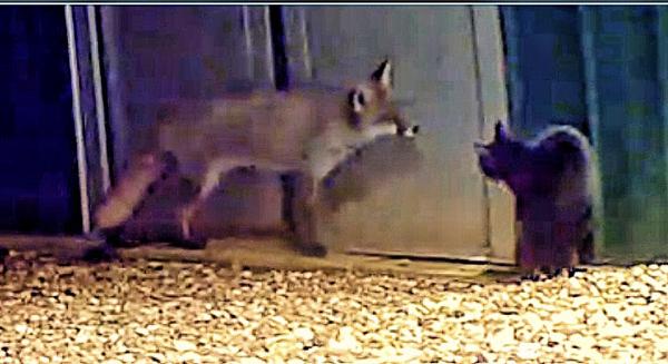 Foxes