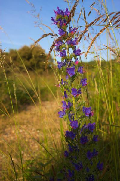 Denge Marsh - Sound Mirrors - June 2018