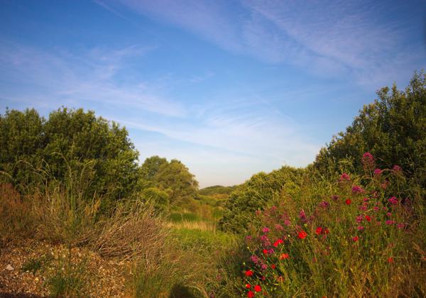 Denge Marsh - Sound Mirrors - June 2018