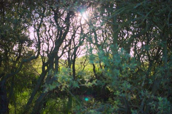 Denge Marsh - Sound Mirrors - June 2018