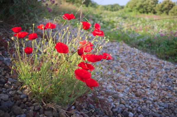 Denge Marsh - Sound Mirrors - June 2018