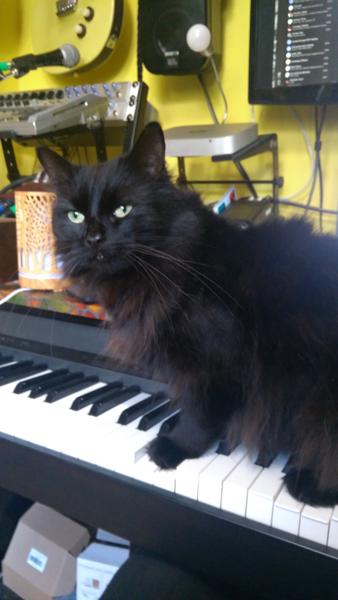 Bertie on the piano.