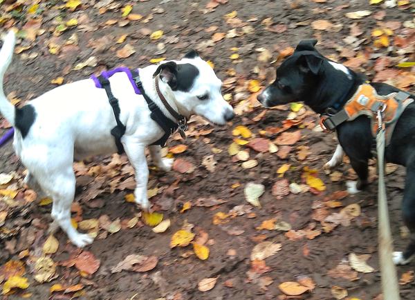 Woodstock and Rodney