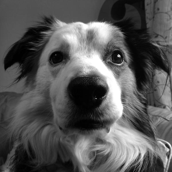 Schroeder - The gentle giant Schroeder (RIP) - One of our two Collies a few years ago. He'd stay up late with me and he loved watching breakfast TV with Bertie the cat who adored him too.