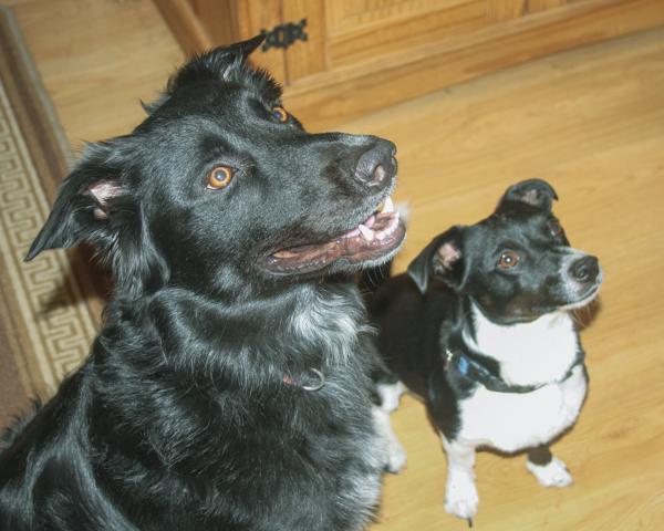 Franklin and Woodstock