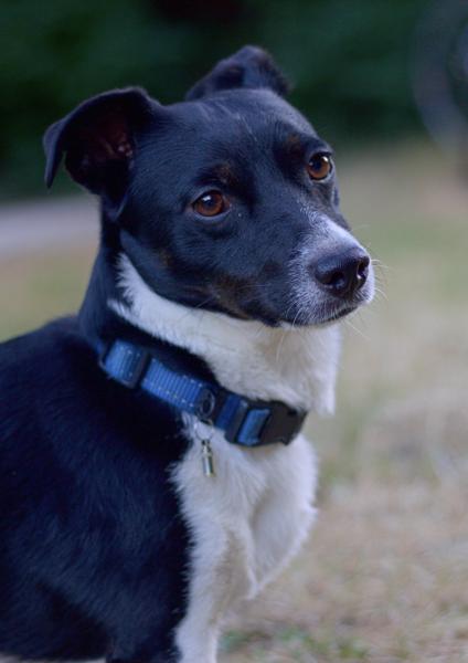 Woodstock doing a handsome.