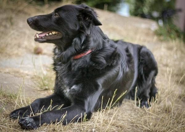 Franklin in a sun-scorched garden