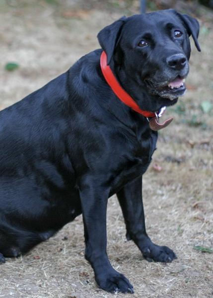 Poppy (RIP) the girl next door and Woodstock used to serenade her
