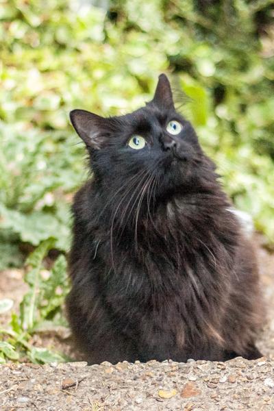 Bertie. Does not identify as a cat. Adores Franklin and Woodstock and considers himself the leader. The only living thing that Woodstock will show deference to