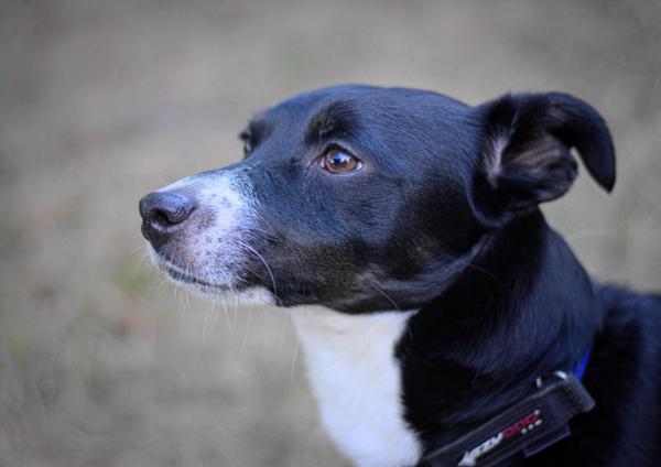 Woody having a think.