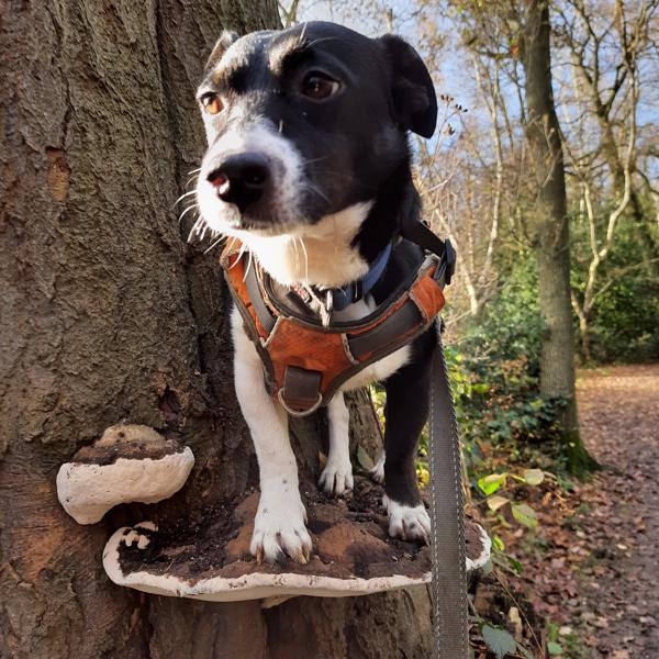 Woodstock halfway up a tree standing on a plate fungus.