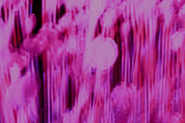 Held over four nights, 18th-21st January 2018, Lumiere London transformed six central London destinations into a vivid nocturnal art gallery. The festival attracted more than 1.5 million visits to 54 site-specific installations by international and UK artists from 14 different countries, many of which were completely new commissions.