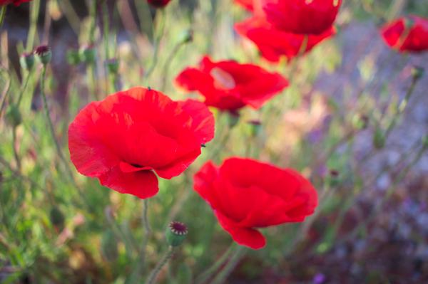 Denge Marsh - Sound Mirrors - June 2018