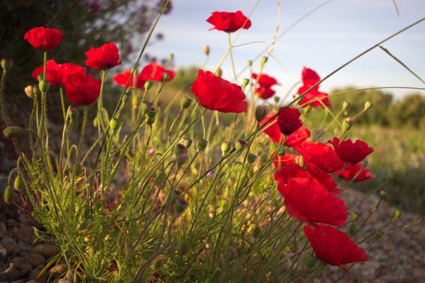 Denge Marsh - Sound Mirrors - June 2018