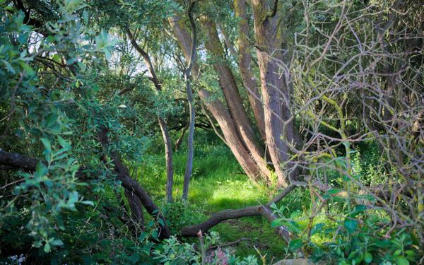 Denge Marsh - Sound Mirrors - June 2018