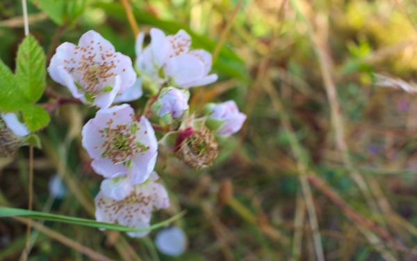 Denge Marsh - Sound Mirrors - June 2018