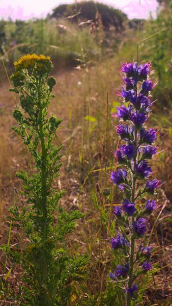 Denge Marsh - Sound Mirrors - June 2018