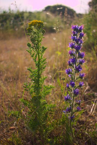 Denge Marsh - Sound Mirrors - June 2018