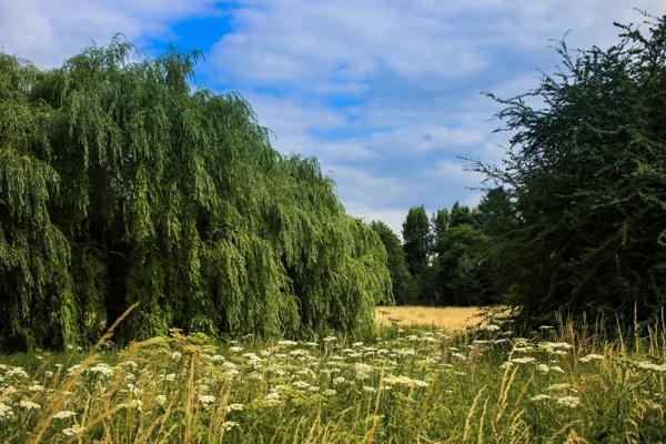 Grand Union Canal and Common Moor Croxley Green